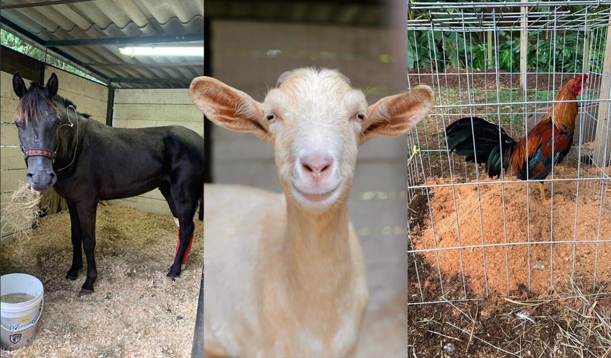 La Universidad CES promueve la adopción de animales de compañía no convencionales