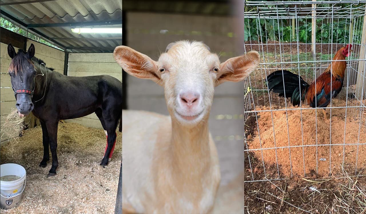 La Universidad CES promueve la adopción de animales de compañía no convencionales