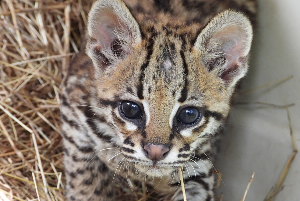 Rehabilitan de un ocelote encontrado en una vivienda en Medellín