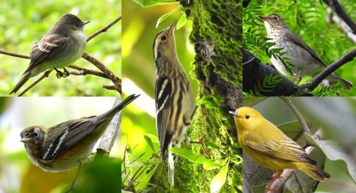 12 aves migratorias fueron avistadas en Medellín el mes de octubre de 2022