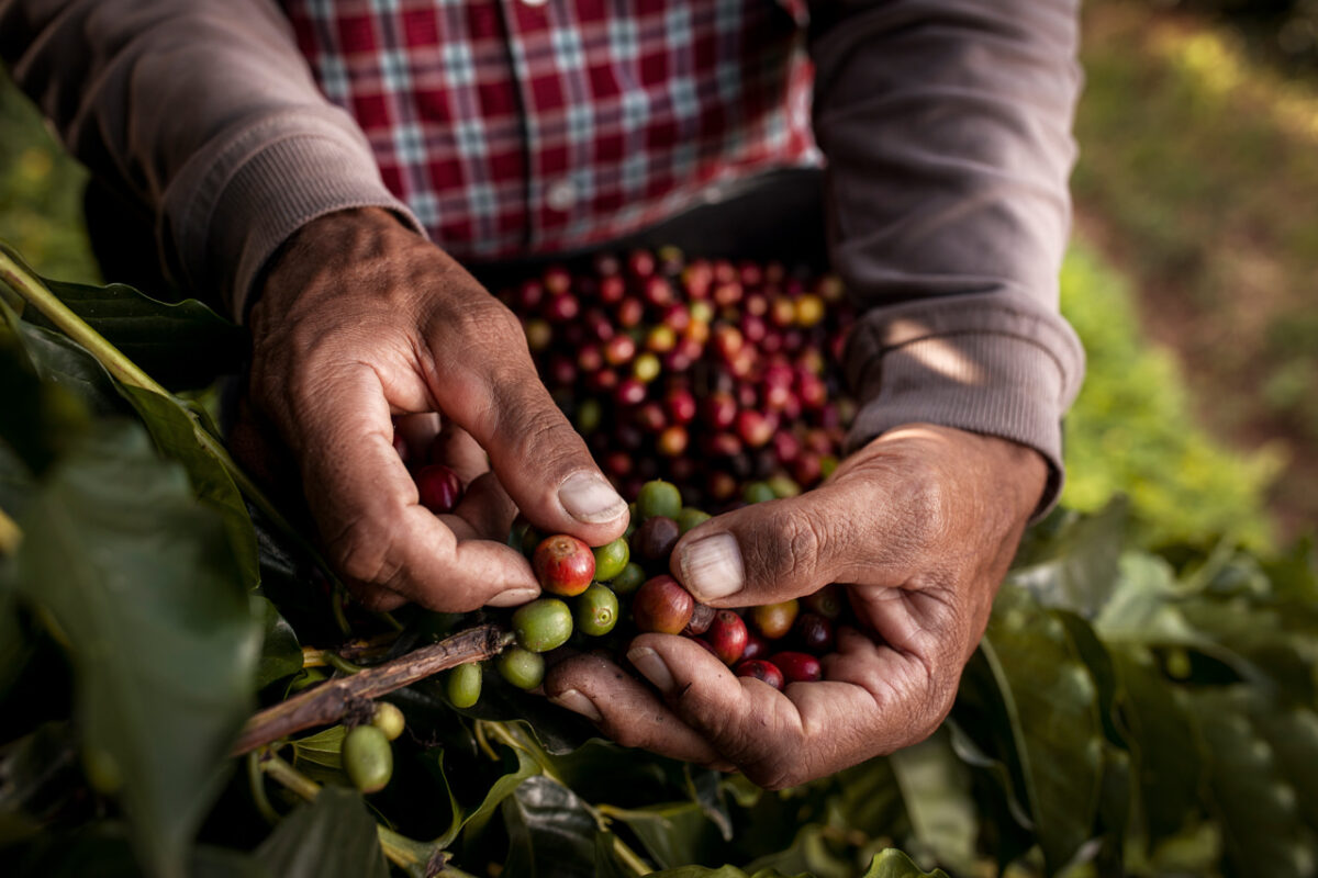 Colombianos cada vez consumen más café: 41 millones de kg. del grano se han vendido en el último año