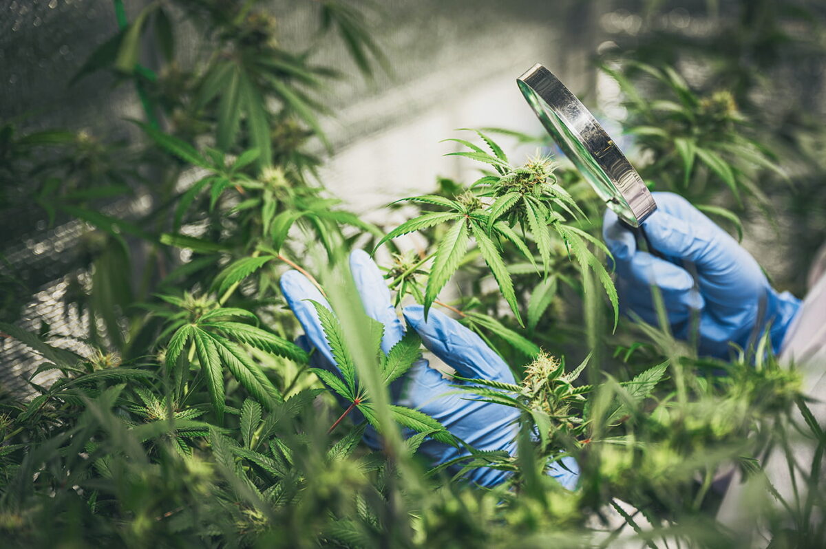 Feria Expo Mede Weed 2022 Uso adulto de marihuana