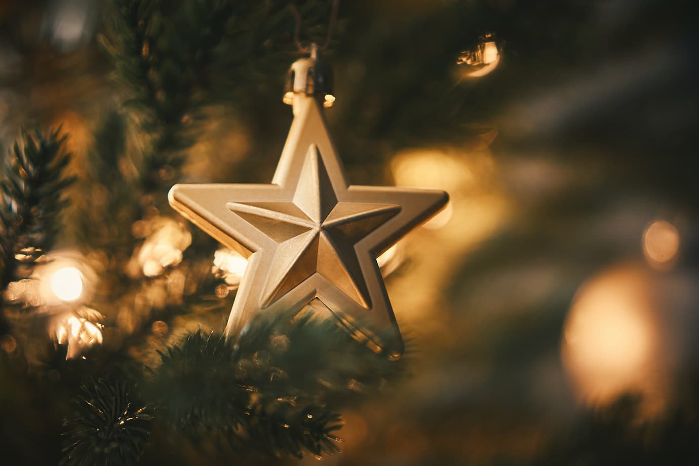 La búsqueda del árbol de navidad