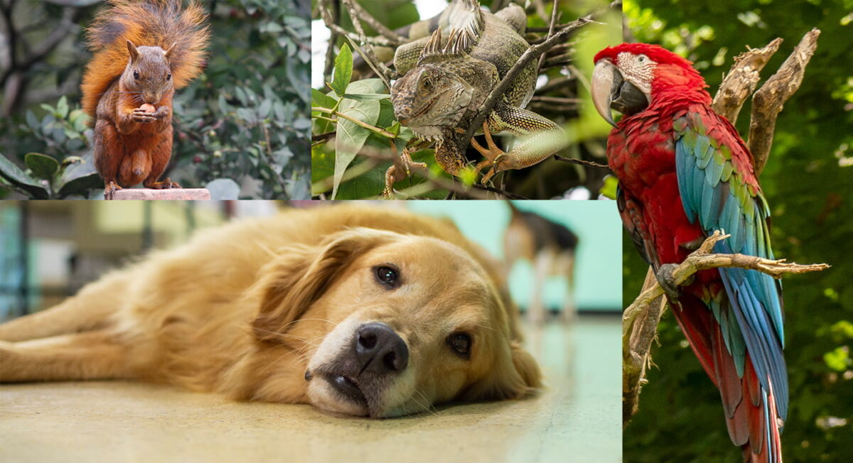 Animales, víctimas olvidadas de la pólvora