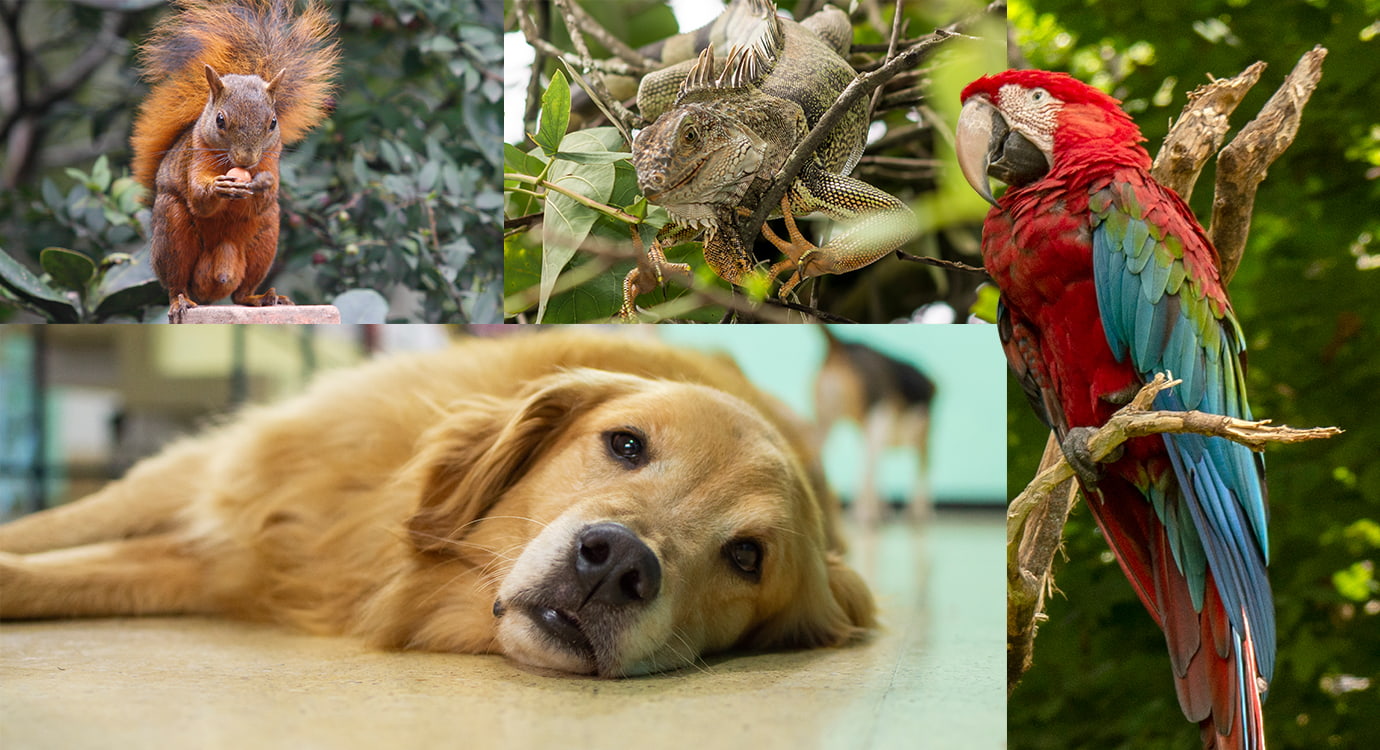 Animales, víctimas olvidadas de la pólvora