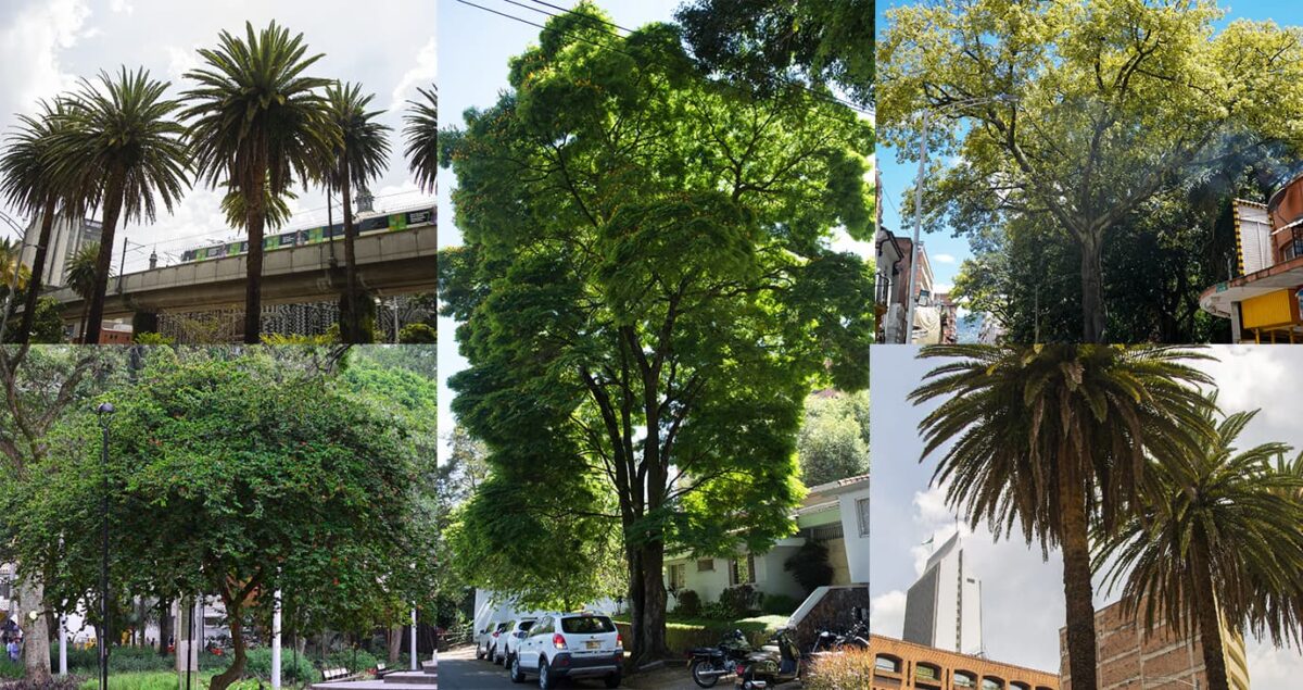 Medellín tiene 697 árboles declarados patrimonio natural y cultural