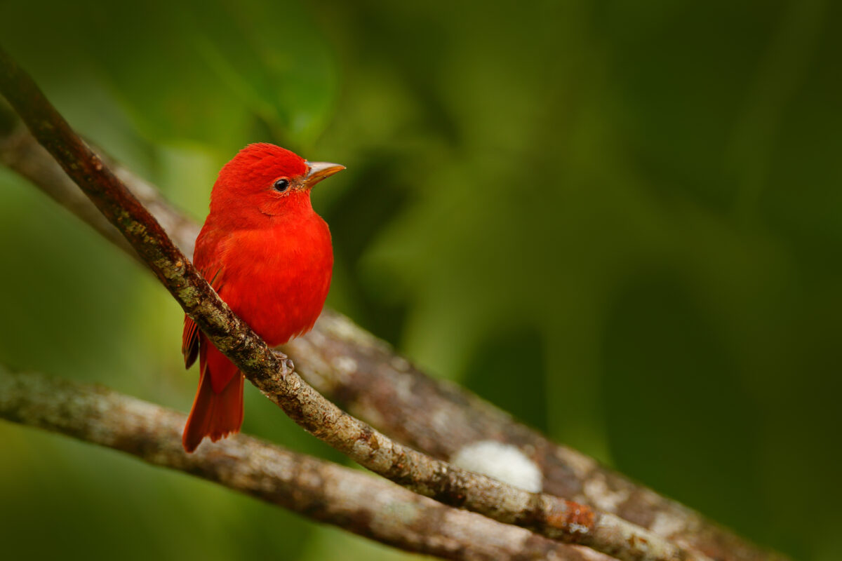 Ya es posible participar en el concurso de fotografía “Conozcamos nuestra biodiversidad”