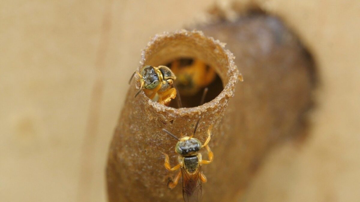 La UPB tiene su primer hotel de abejas