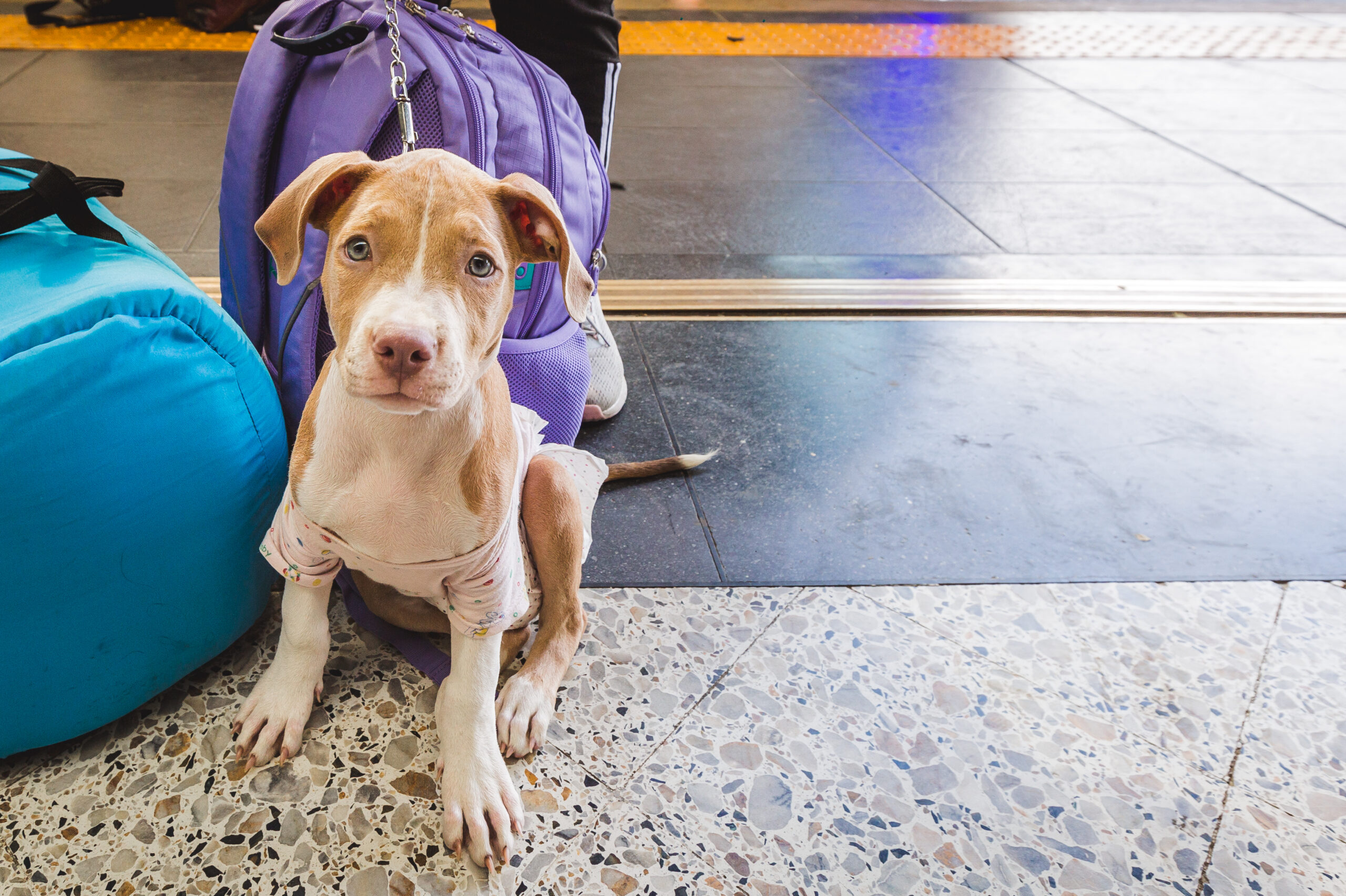 ¿Tiene programado viajar con sus perros o gatos por estos días? Atienda estas recomendaciones