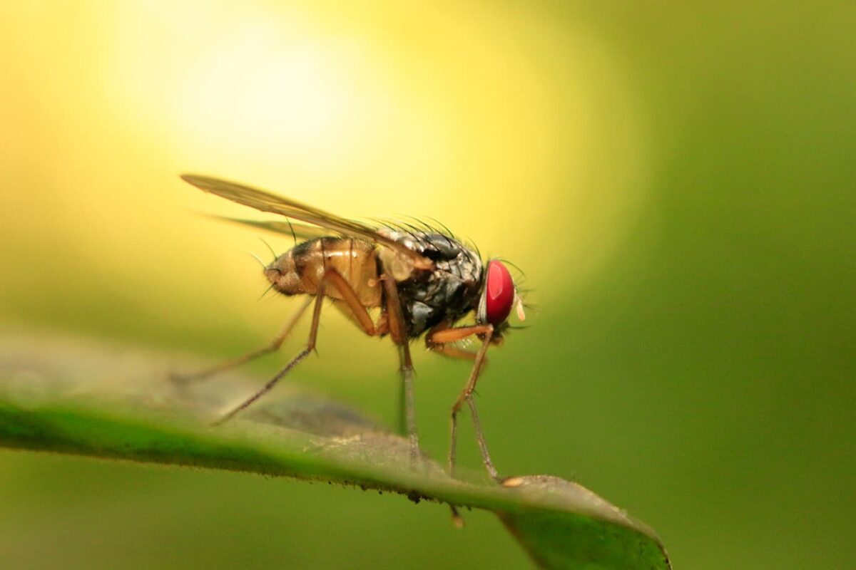 La biodiversidad de Medellín, en todo esplendor