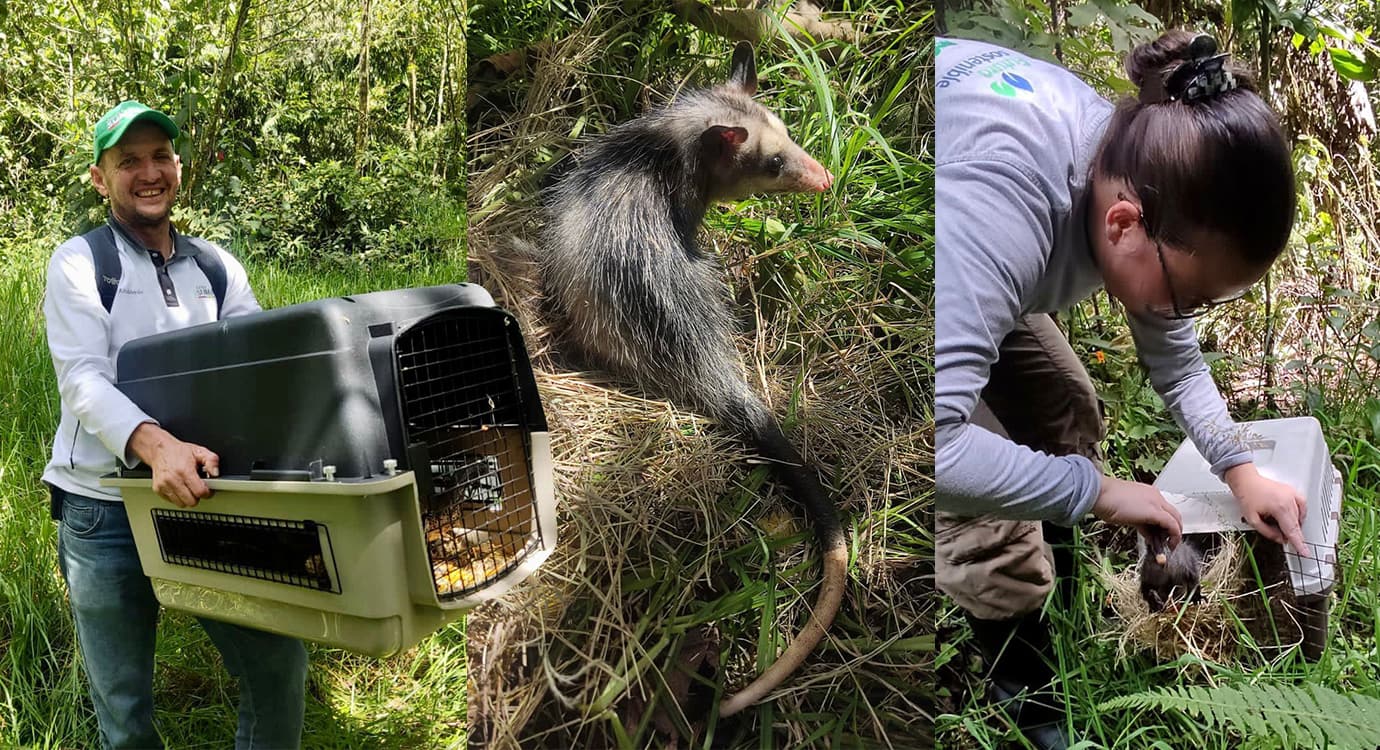 En Envigado 21 animales de fauna silvestre liberados en áreas de conservación