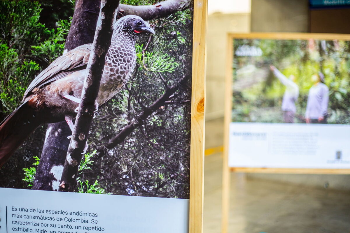Medellín biodiversa, en imágenes