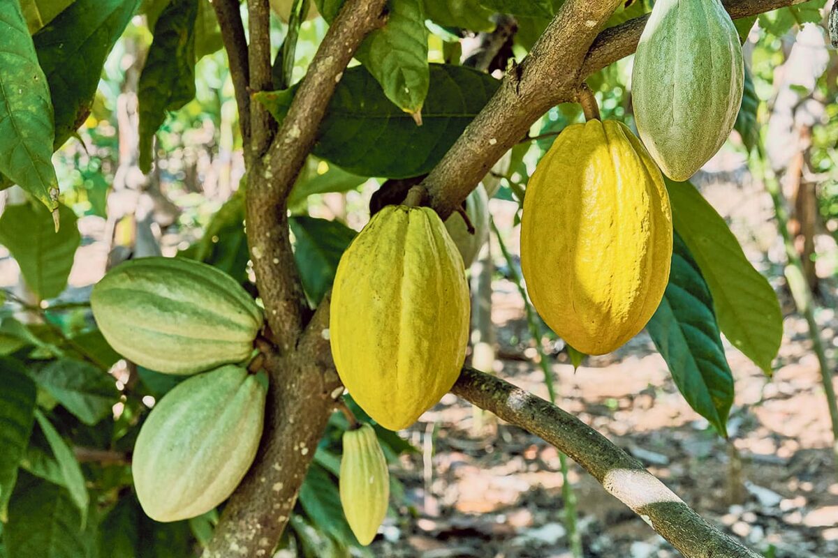 Gracias al desarrollo de la cadena productiva y las condiciones geográficas colombianas, se ha logrado obtener un Cacao Fino de Sabor y Aroma (CFSA) o Fino de Aroma, que representa un 70 % de la producción de este grano a nivel mundial.