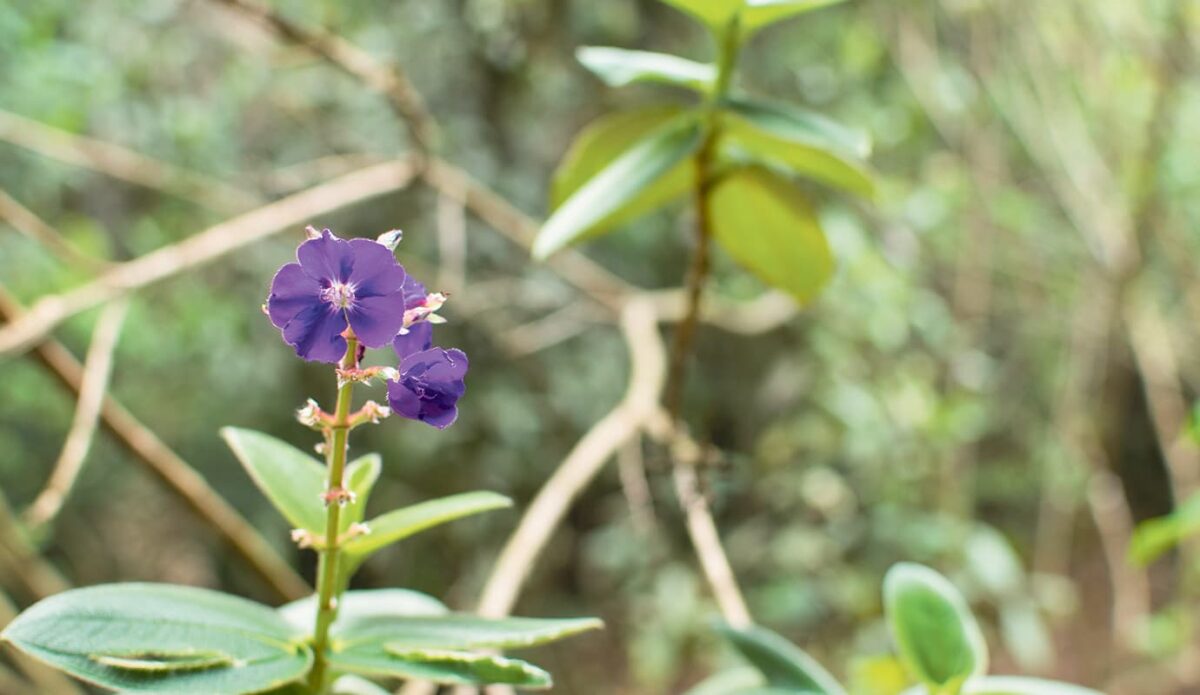 Los secretos de las plantas, en el Parque Arví