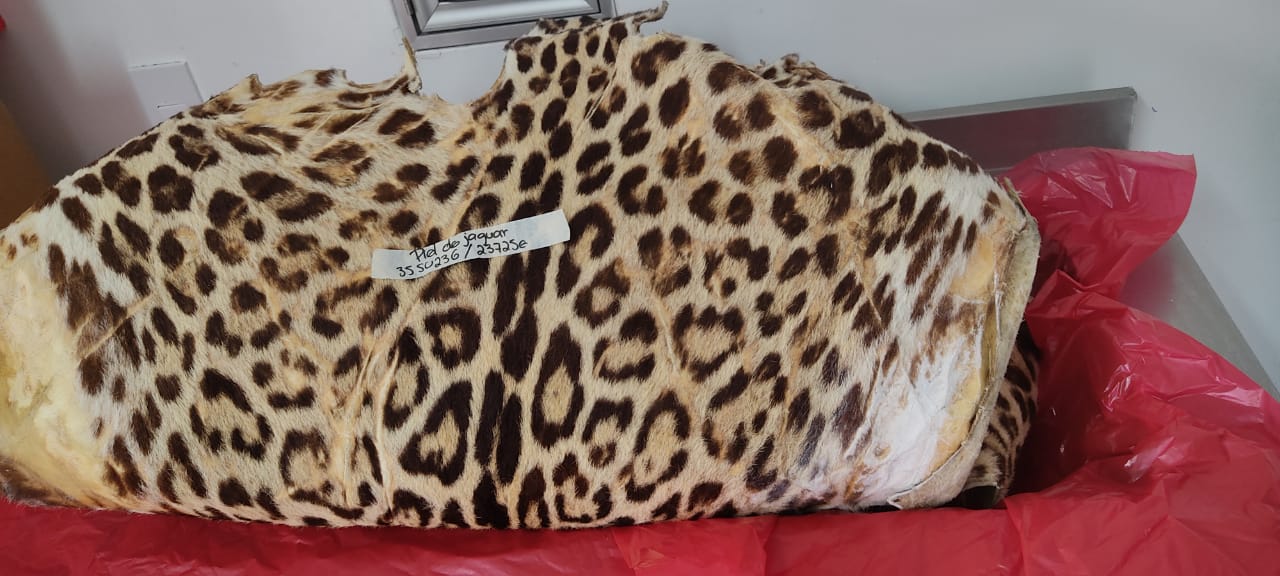 Hallan piel de jaguar en el centro de Medellín