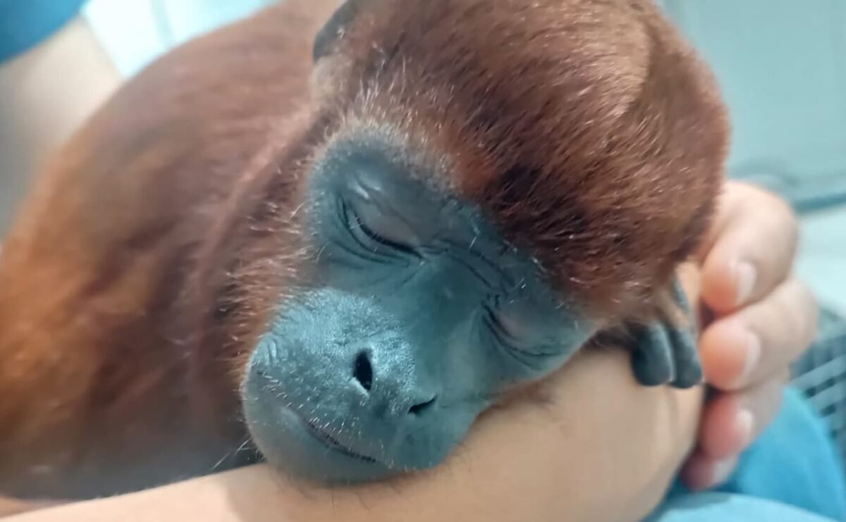 Publicaron la necropsia del mono aullador abandonado en Caldas, Antioquia. ¿Qué dice?