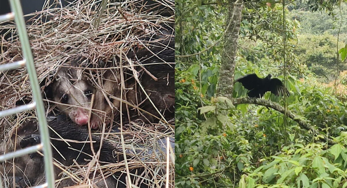 Nueva liberación de fauna silvestre en áreas protegidas de Envigado