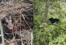 Nueva liberación de fauna silvestre en áreas protegidas de Envigado