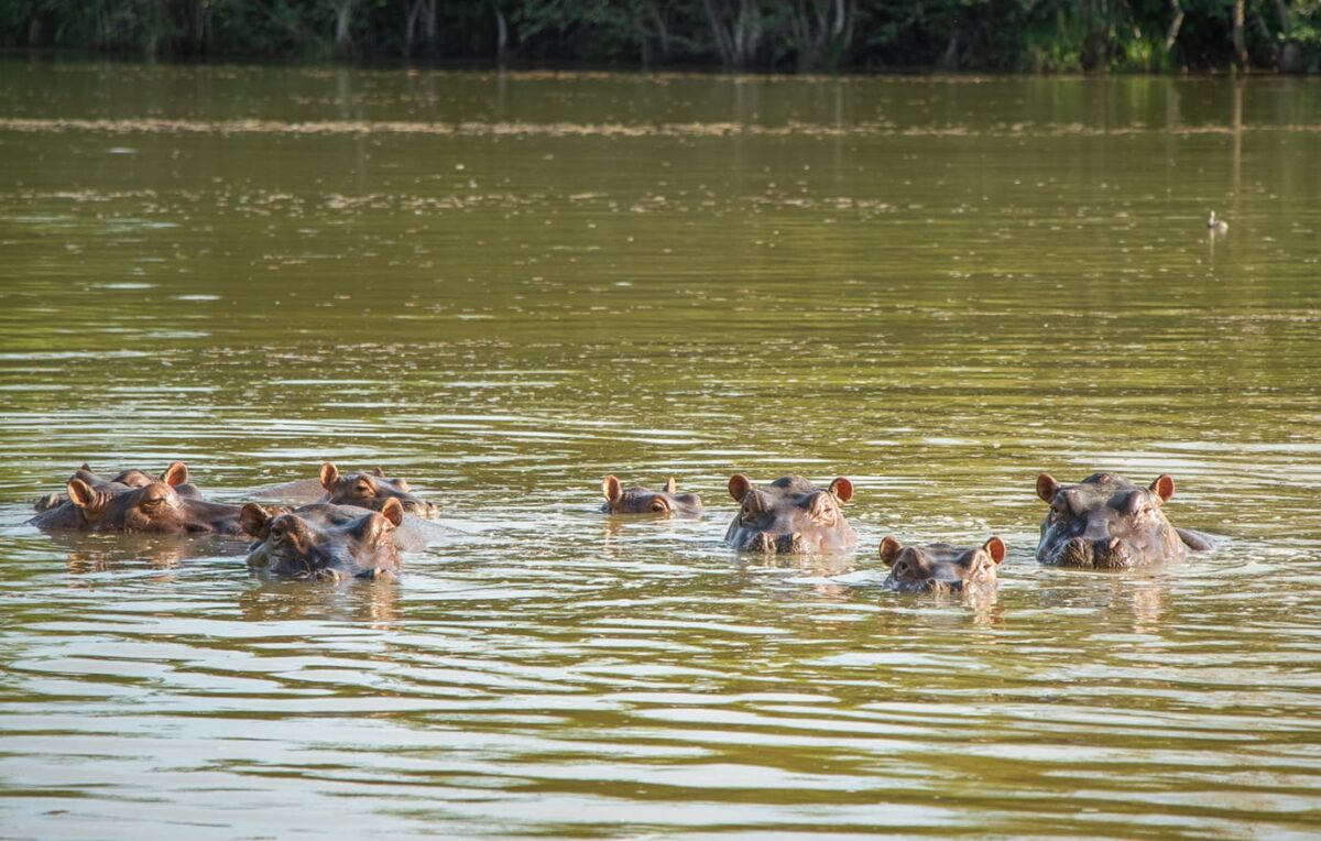 Trasladarán hipopótamos del Magdalena Medio antioqueño a otros países. ¿Por qué?
