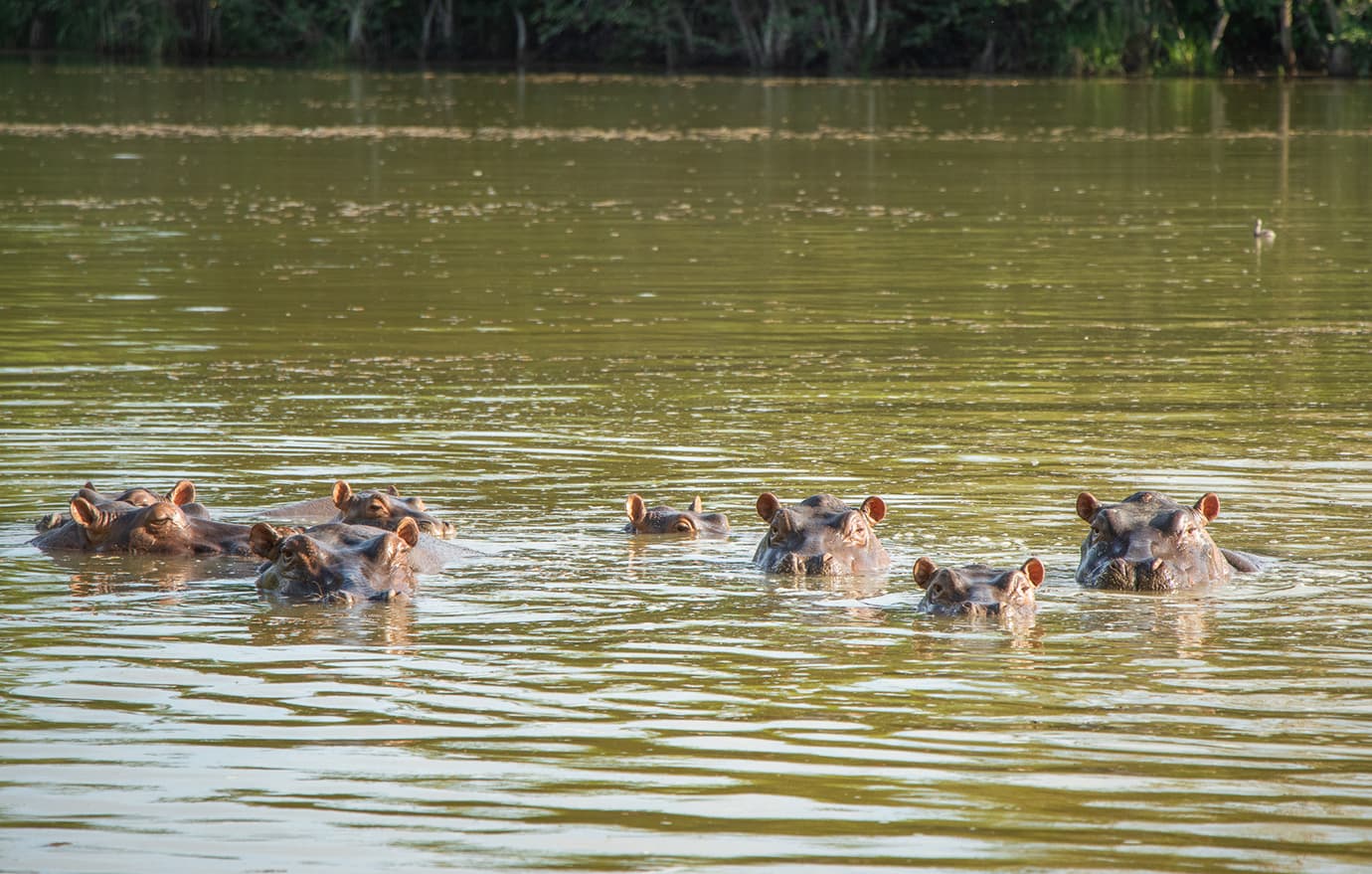 “Hipopótamos en Puerto Triunfo deben seguir siendo considerados especie invasora en Colombia”