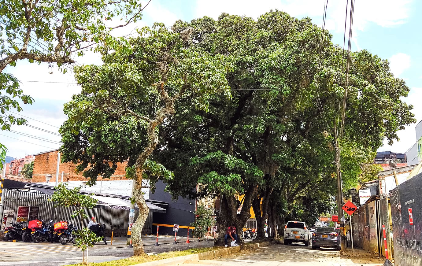 Una ceiba bruja: el más antiguo de El Poblado