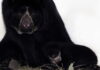 Una cría de oso de andino se luce en el Parque de la Conservación