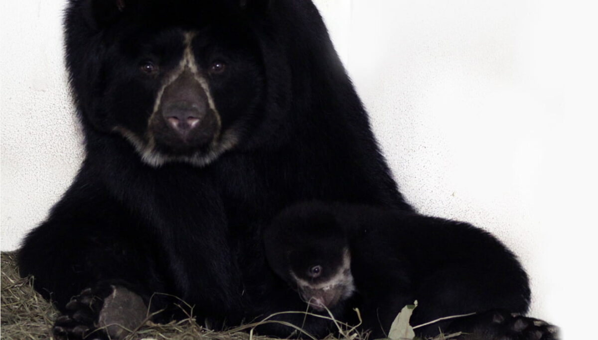 Andean bear cub flaunts in the conservation park