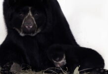 Una cría de oso de andino se luce en el Parque de la Conservación