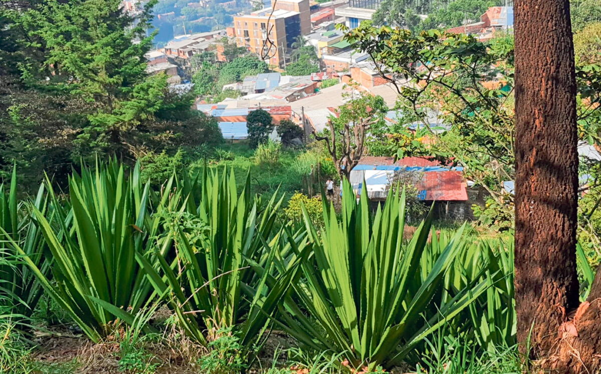 Fiquetex compra buena parte del fique que se da en la comuna 8 de Medellín, en el sector de Pan de Azúcar, donde hay 29 hectáreas de esta penca autóctona. Además, cuenta con otros proveedores en el resto del país.