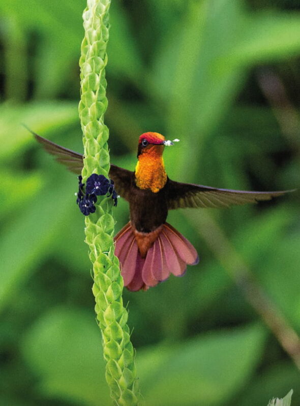 Aves, mariposas y abejas, las polinizadoras del Valle de Aburrá