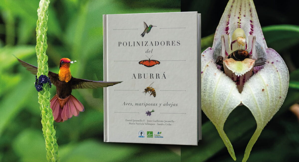 Aves, mariposas y abejas, las polinizadoras del Valle de Aburrá