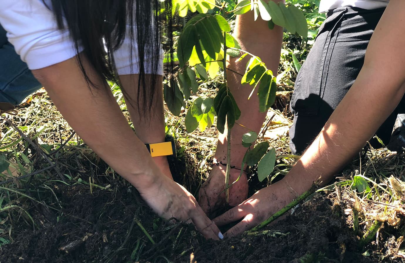 Con siembras de árboles, en Antioquia se celebra la Tierra