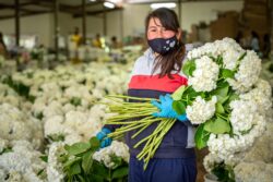 Cultivo San Isidro hortensias