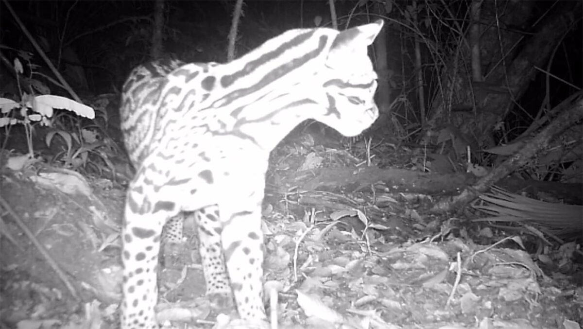 EPM entregó terrenos para la conservación y restauración ambiental, en Antioquia