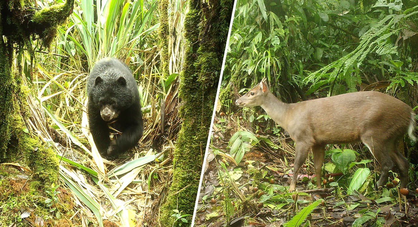 El oso andino y el venado en Antioquia