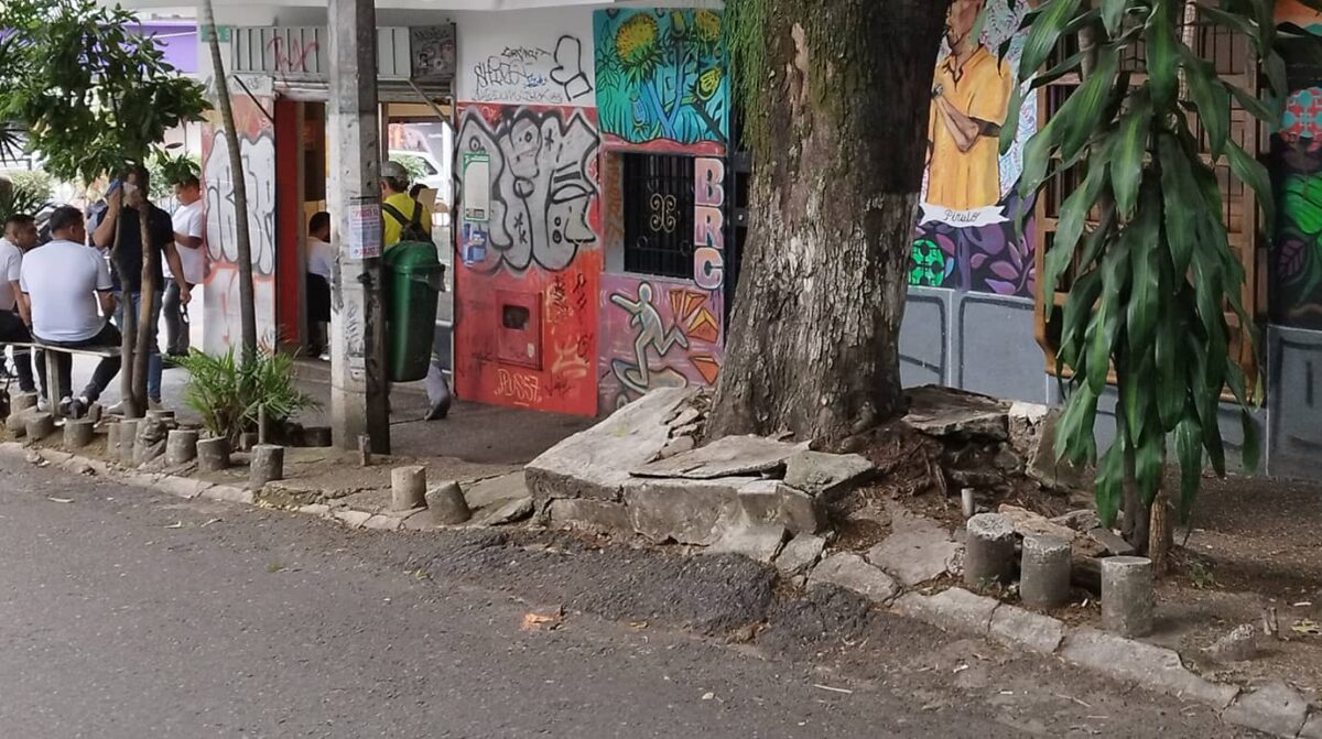 La acacia amarilla en el Poblado