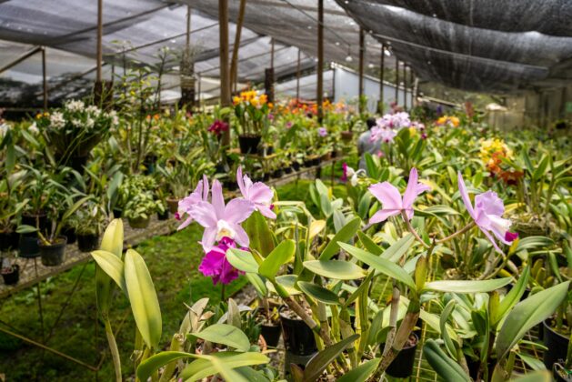Mayor colección de orquídeas.