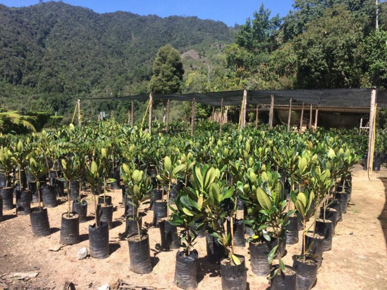 El Distrito siembra 1.500 árboles para la recuperación del Bosque de los Héroes