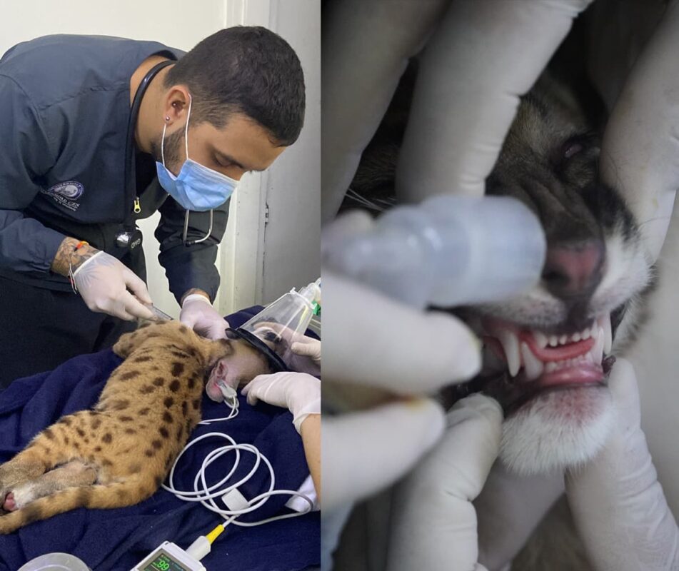 Un puma cachorro fue entregado a la autoridad ambiental, en Medellín