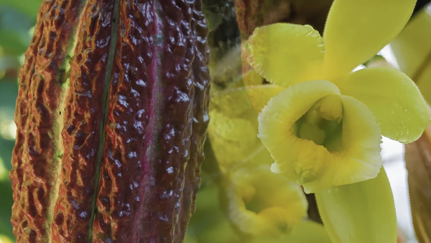 Un viaje con sabor a cacao y olor a vainilla