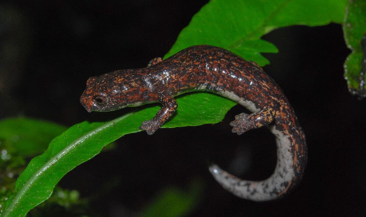 En predios de EPM se halló una nueva especie de salamandra. ¿Cuál es?