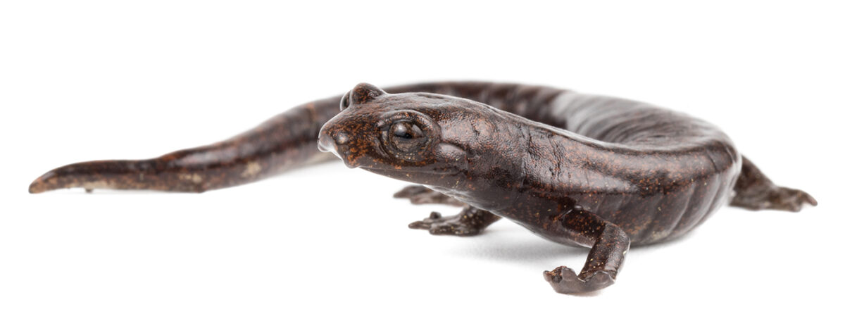En predios de EPM se halló una nueva especie de salamandra. ¿Cuál es?