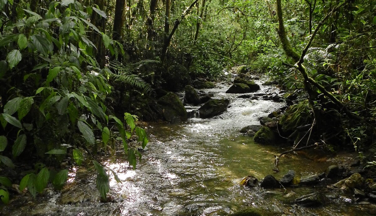 Así se conservan los bosques con fuentes de agua de Medellín