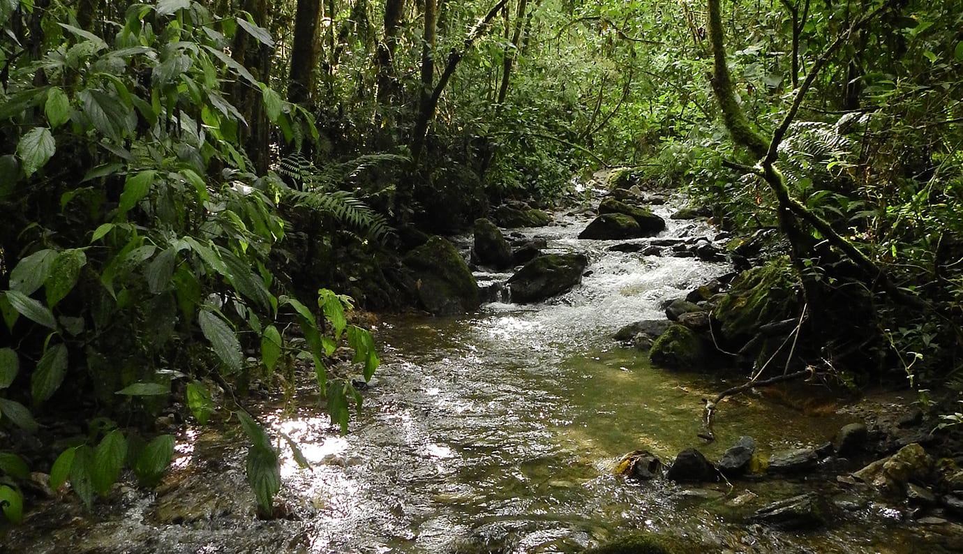 Así se conservan los bosques con fuentes de agua de Medellín
