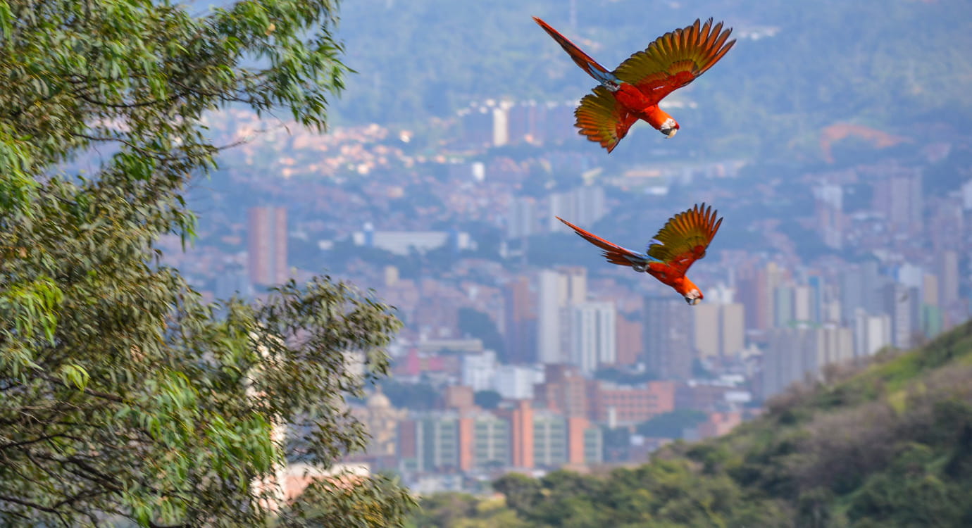 El Cerro El Volador podría ser incluido en la Lista Verde