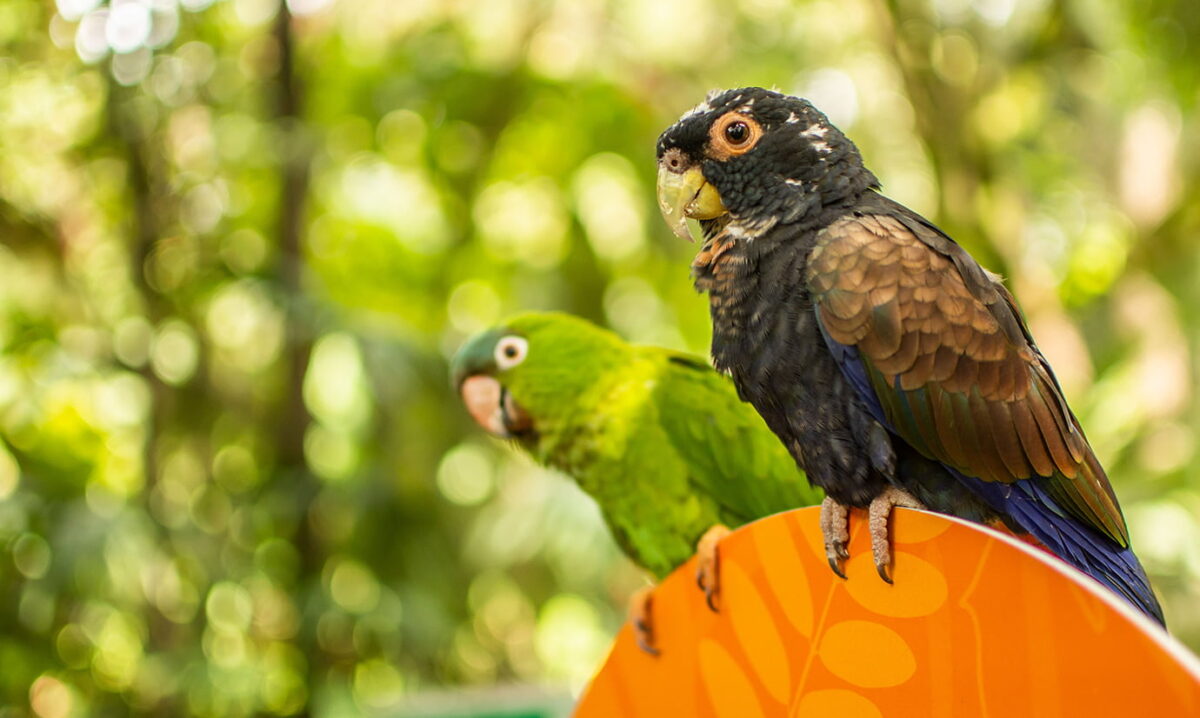 Dos nuevos espacios en el Parque de la Conservación