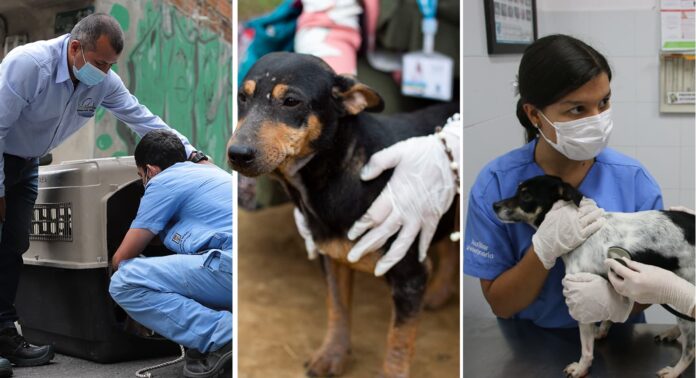 Qué pasa con los Perros y gatos abandonados en las calles de Medellín