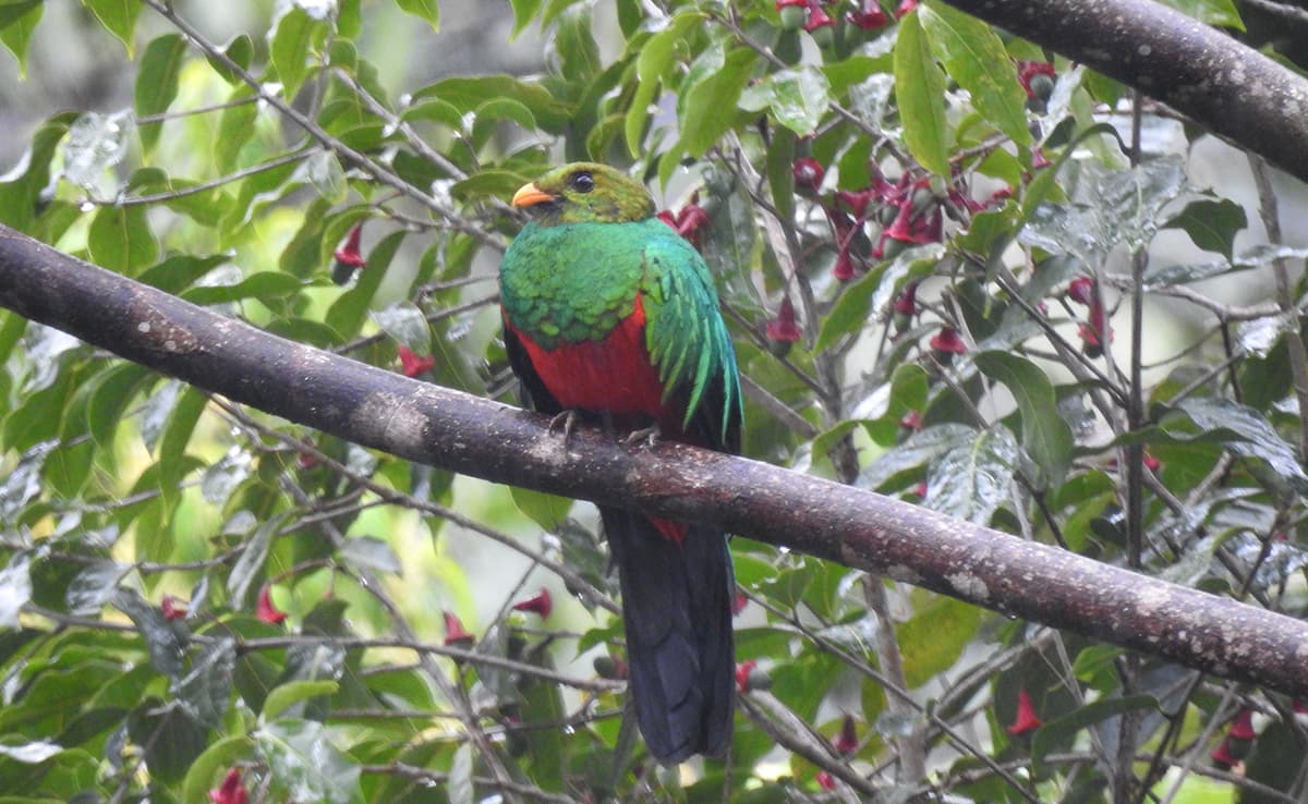 Quetzal Colinegro (Pharomachrus auriceps)