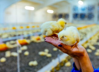 Sostenibilidade en la avicultura un inmenso reto
