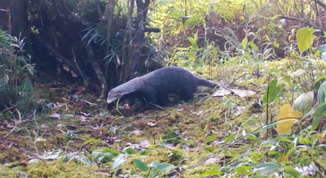 Una nueva especie de mamífer el grisón (Galictis vittata) se registró en Envigado